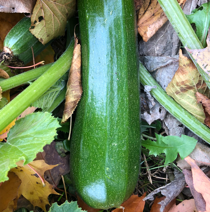 Closing Your Garden – How To Prepare For Winter