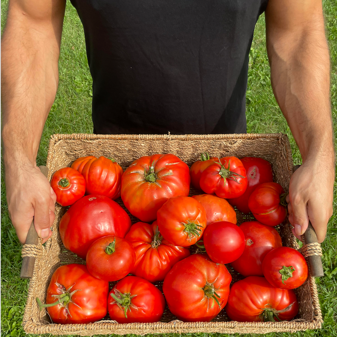 My Ultimate Tomato Growing Tips