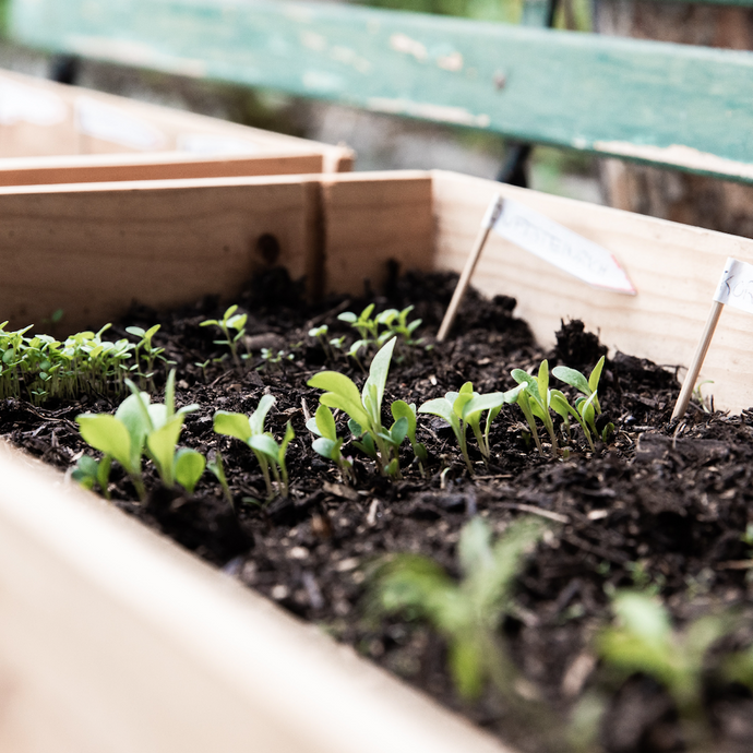 Companion Planting in Your Garden – What It Is and How To Make It Work