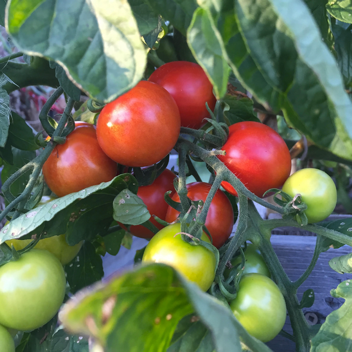 Prune Your Tomato Plants for a Better Harvest