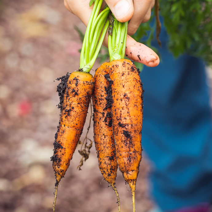 How to Start Your Fall Garden - When and What to Plant for Late-Season Harvests
