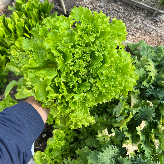 Growing Leafy Greens From Seed