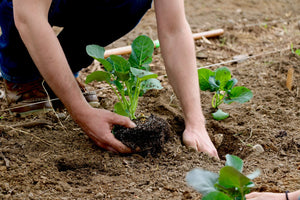 Backyard Raided Bed and In-ground Garden Planting Service