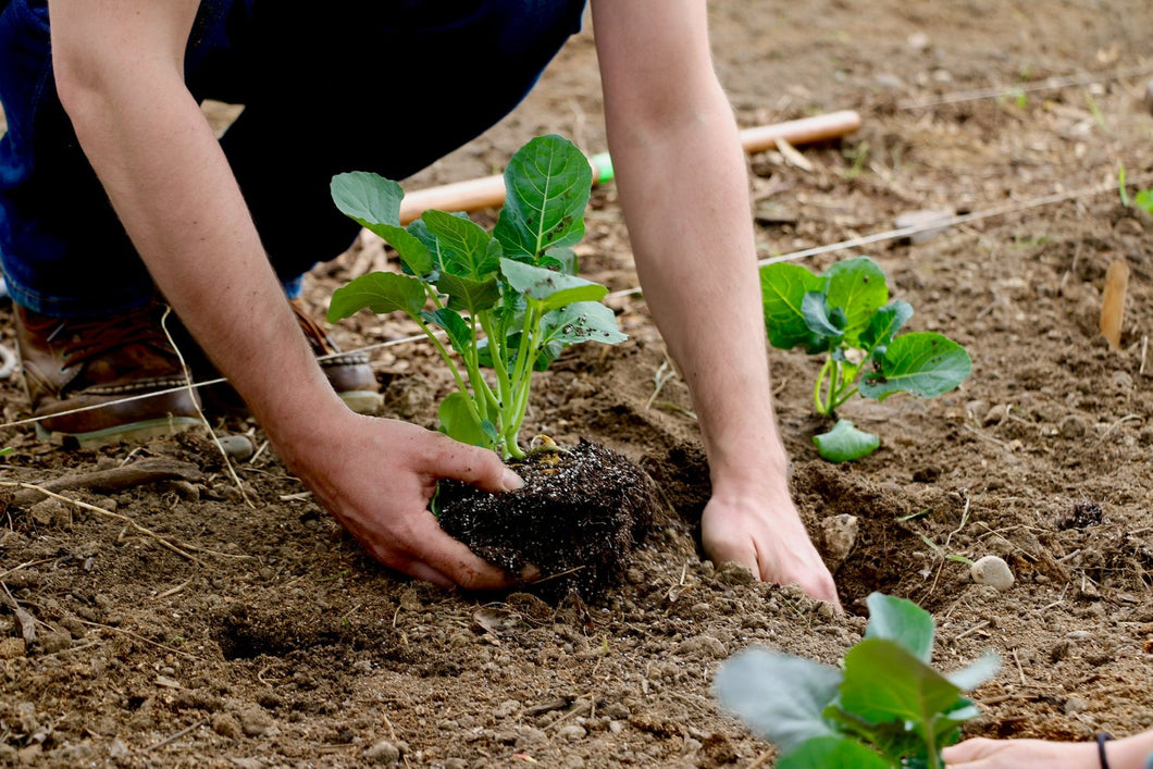 Backyard Raided Bed and In-ground Garden Planting Service