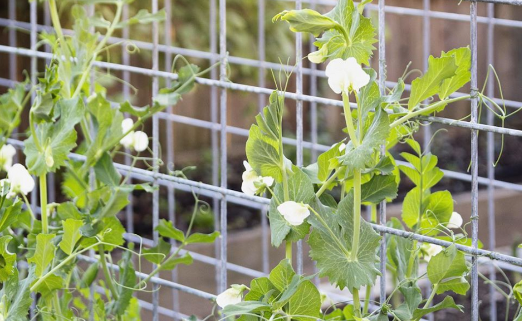 Backyard Garden Bed Wire Trellis Construction and Installation