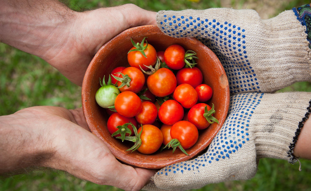 Backyard Veggie Garden Coaching