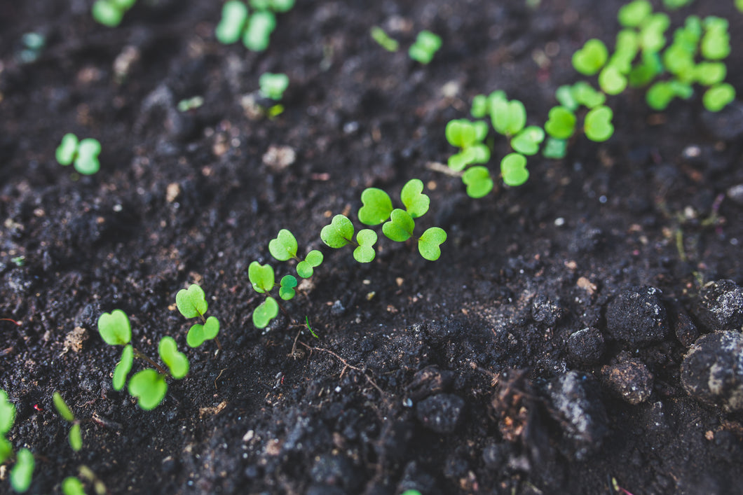 Backyard Raided Bed and In-ground Garden Planning
